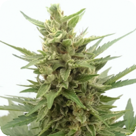 Screenshot 2020 07 20 Critical Ogre 039 Big 039 N Fast 039 Auto Feminised Cannabis Seeds